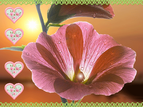 листівка анімація квіти рожева мальва