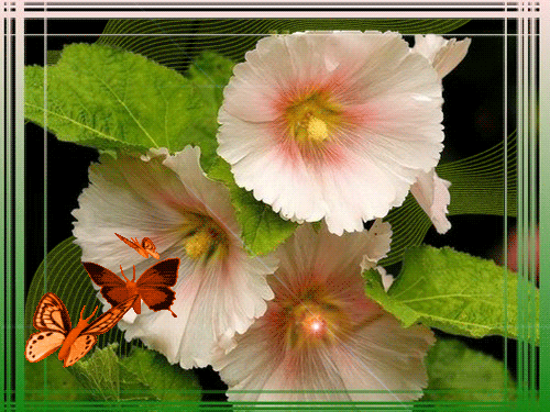 листівка анімація квіти мальви рожевы метелики