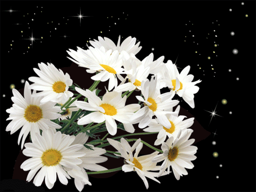 листівка анімація квіти ромашки зірки