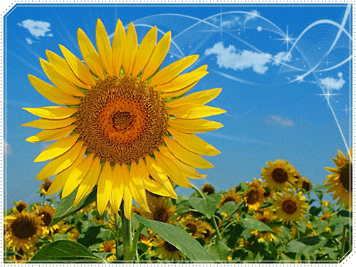 листівка анімація квіти соняшники поле