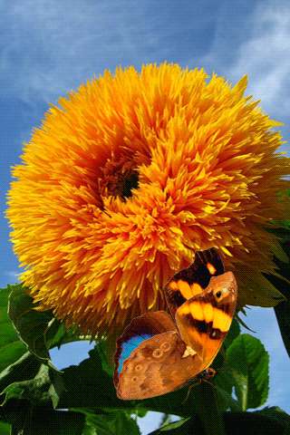 картинка анімація квіти соняшник